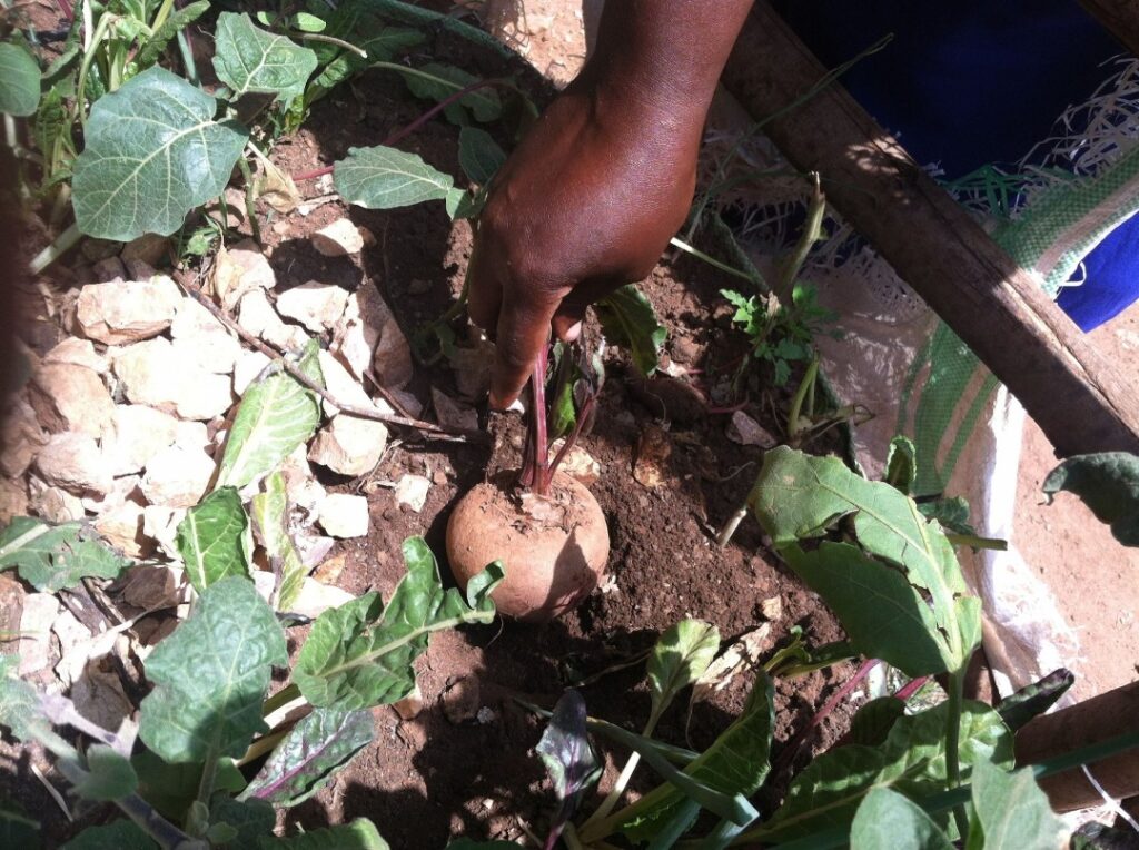 Christines first beetroot in her barkyard garden